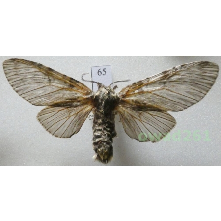 Cerura vinula (Linnaeus, 1758) female Czech65